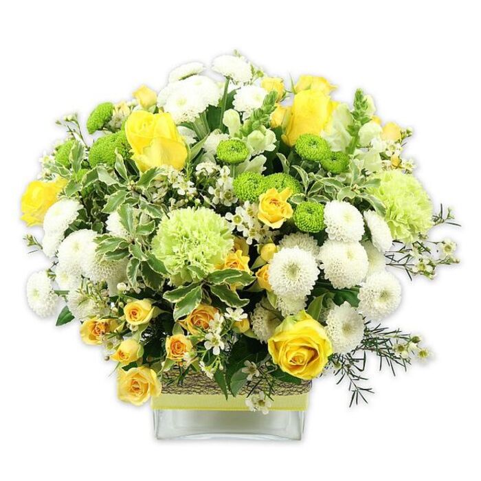 A stunning, dome-shaped floral display overflows from a low, clear glass cube vase, photographed against a bright white background that makes each blossom and leaf stand out sharply. The overall palette is a joyful blend of sunny yellow, crisp white, and lively lime green, creating a design that feels as fresh as a spring morning walk along the canals near Poplar. Large, velvety yellow roses form the focal points, their layered petals spiralling outward, some roses wide open and others still slightly cupped. Between these, clusters of smaller yellow spray roses add variation in scale and create a sense of abundance. Rounded white pompom chrysanthemums, densely packed with tiny petals, nestle throughout the bouquet like fluffy snowballs. Interspersed are vivid lime green button chrysanthemums, small and perfectly spherical, which add playful pops of colour and interesting texture. Larger pale green blooms, with softly frilled petals reminiscent of green carnations or decorative chrysanthemums, introduce a gentle, ruffled element. The bouquet is richly wrapped in foliage: broad, variegated leaves with creamy white margins, glossy deep green leaves, and wisps of finer greenery that arc gracefully around the flowers. Delicate white filler blooms, star-shaped and airy, are scattered through the arrangement, softening transitions between the larger flower heads and giving the design a light, lacy feel. The square vase showcases the straight, carefully trimmed stems in clear water, while the middle is encircled by a rustic-textured wrap-suggesting raffia, bark, or woven natural fibre-overlaid with a bright lime green ribbon tied neatly around. The composition feels balanced yet exuberant, perfect as a celebratory centrepiece for a family gathering in Poplar, a congratulatory gift for a new home, or a cheerful arrangement to brighten a windowsill overlooking East India Dock Road.